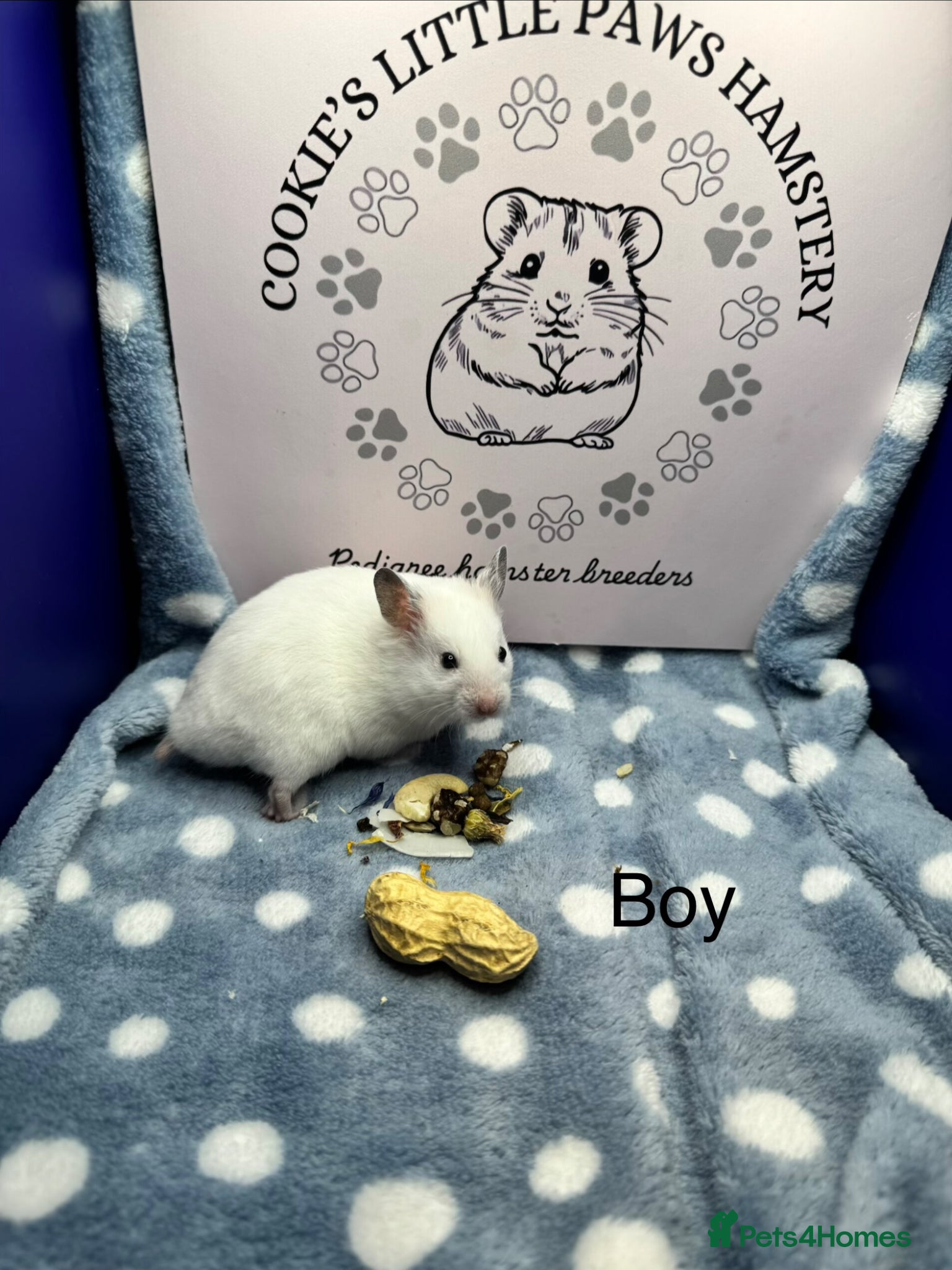 Hamster rodents Pedigree Syrian hamsters  - Advert 2