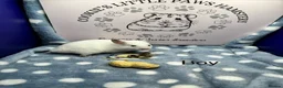 Hamster rodents for sale: Pedigree Syrian hamsters  - Advert 6