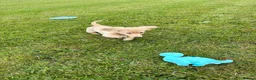 Miniature Dachshund dogs for sale: Cream Kc miniature dachshund boy fully jabbed.  - Advert 6