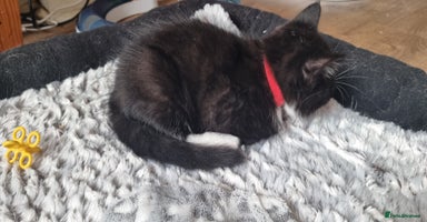 Mixed Breed cats - Advert 12