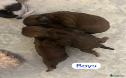 Shih Tzu dogs for sale: KC Registered Breed Standard Shih Tzu Puppies - Image 4