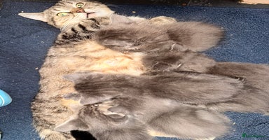 Russian Blue cats - Advert 12