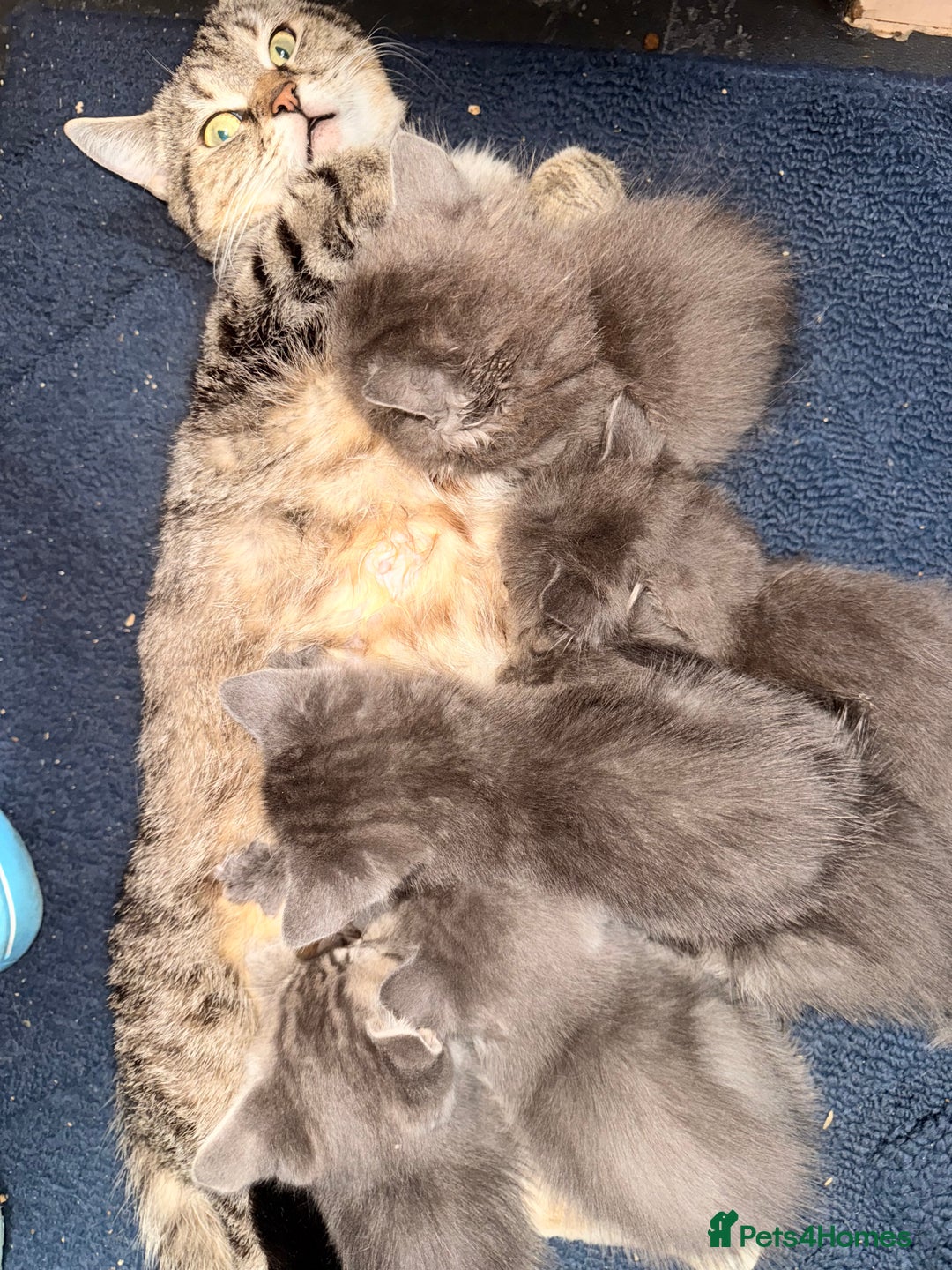Russian Blue cats for sale: Russian Blue x - Image 2
