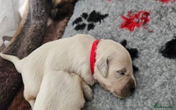 Golden Retriever dogs for sale: Golden Retriever Puppies - you will Fall in love  - Image 31