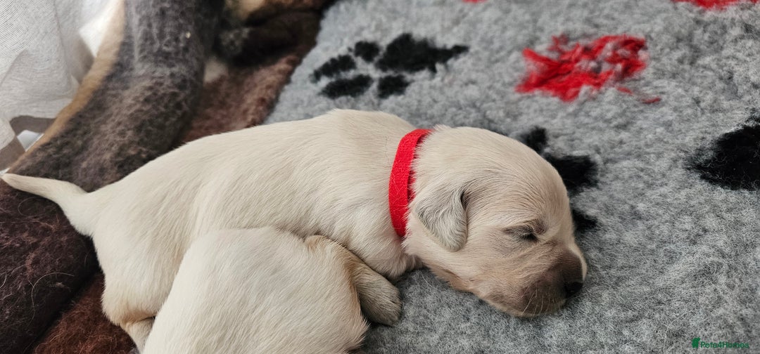 Golden Retriever dogs for sale: Golden Retriever Puppies - you will Fall in love  - Image 31