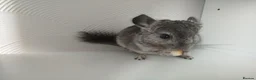 Chinchilla rodents for sale: Gorgeous chinchilla for sale - Advert 6