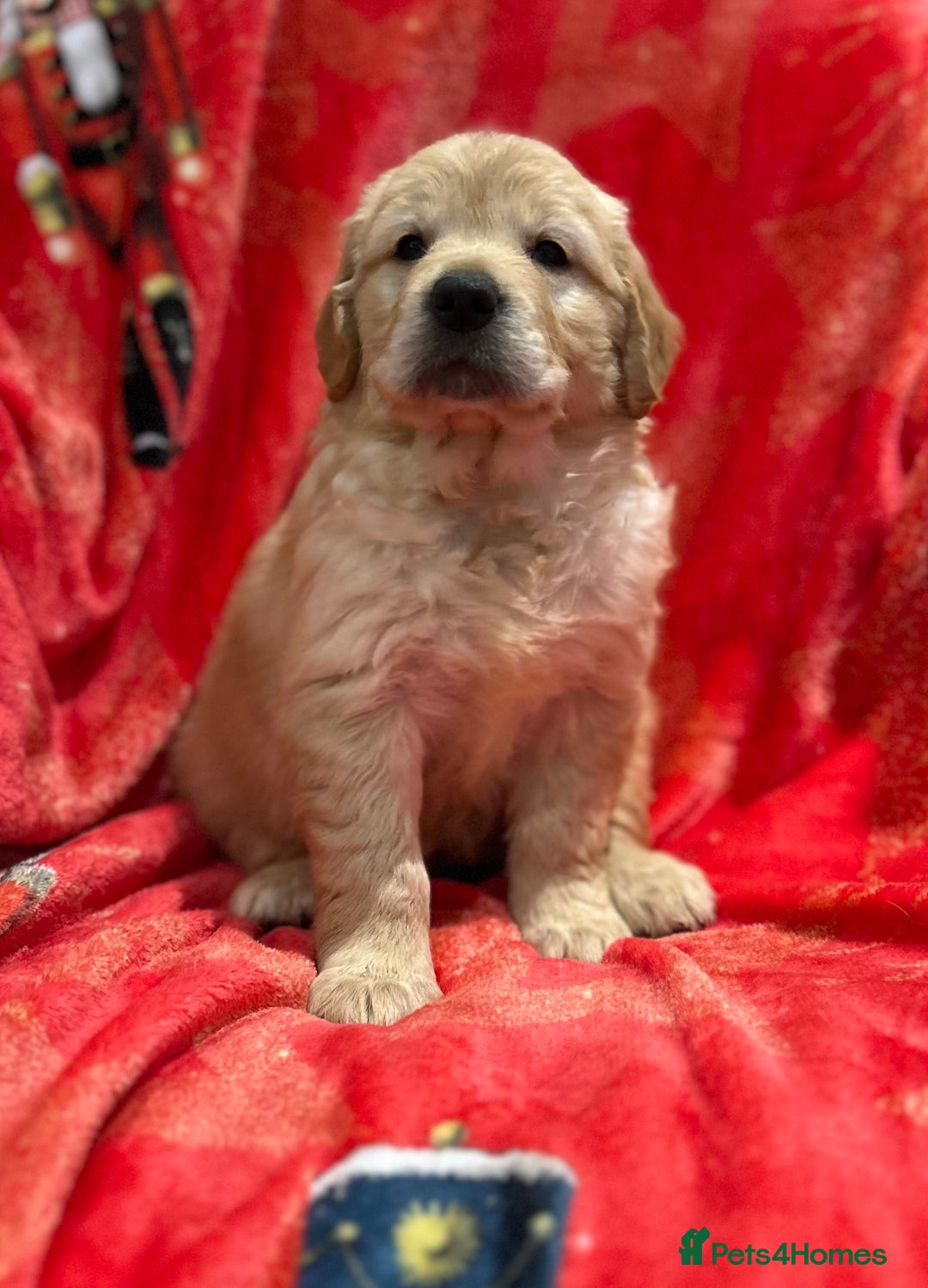 Golden Retriever dogs for sale: Stunning litter of Chunky Golden Retriever Puppies - Advert 6