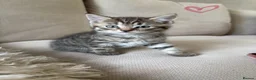 Domestic Shorthair cats for sale: Beautiful kittens for sale❤️ in Newent - Advert 9