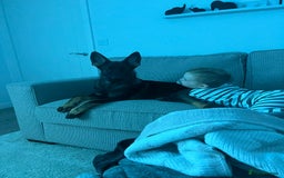 German Shepherd dogs for sale: Female German Shepherd - working line - Advert 24