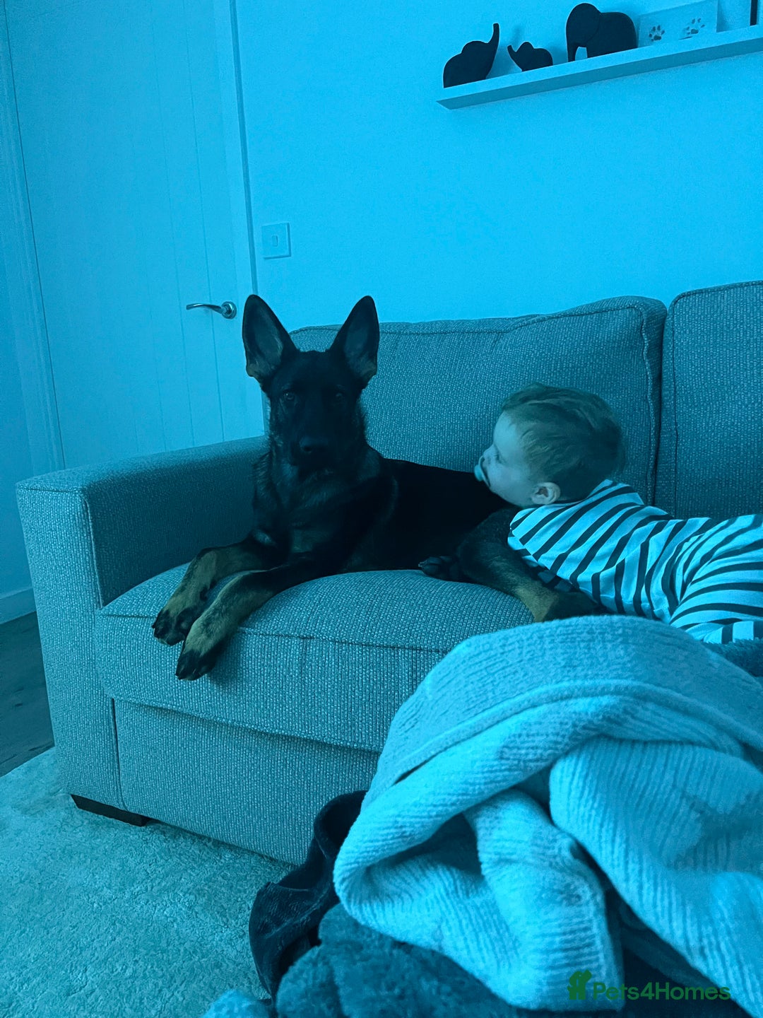 German Shepherd dogs for sale: Female German Shepherd - working line - Advert 24