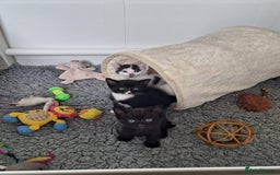 British Shorthair cats for sale: 6 Kittens - Image 3
