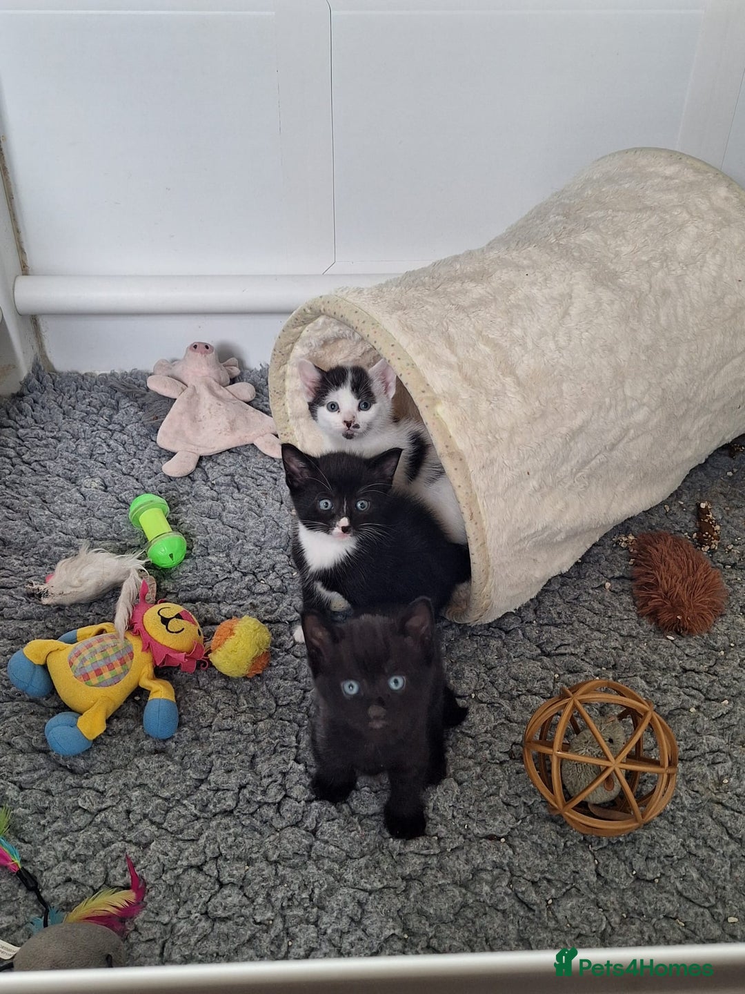 British Shorthair cats for sale: 6 Kittens - Image 3