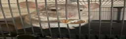 Chinchilla rodents for sale: Two Male chinchillas  in Pontypridd - Advert 8