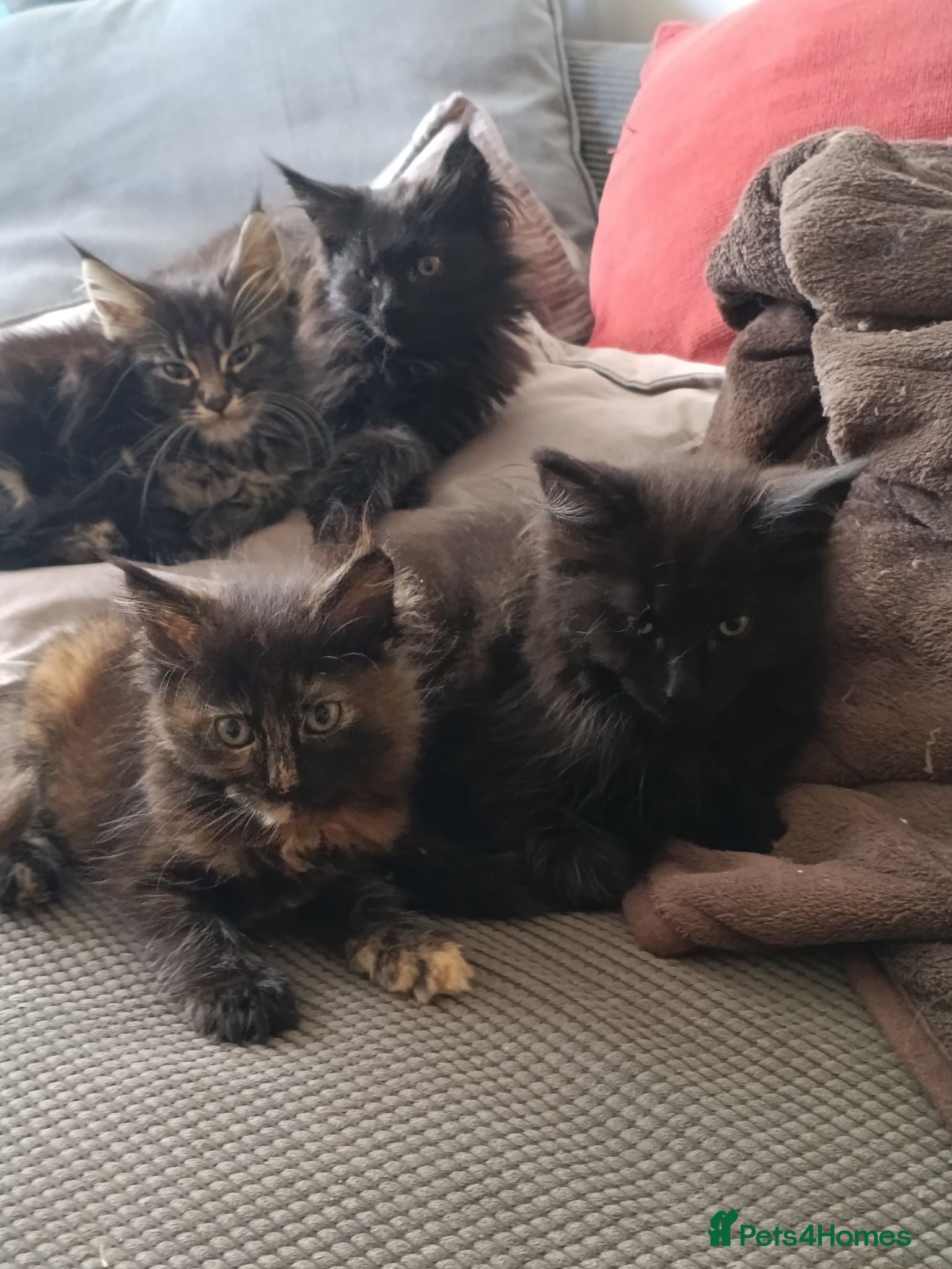 Maine Coon cats BIG smoke Boys and Tortie girls 😍 - Advert 1