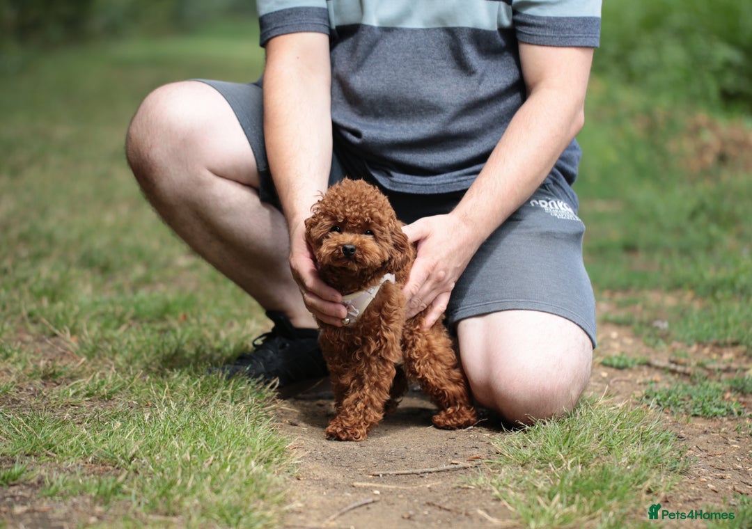 Toy Poodle dogs for sale: 1 YEAR OLD BEAUTIFUL ASIAN TOY POODLE BOY FOR SALE - Image 2