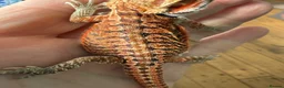 Bearded Dragon reptiles for sale: Bearded Dragon baby  - Advert 3