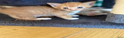 Mixed Breed cats for sale: 6 beautiful kittens  in Bilston - Advert 2