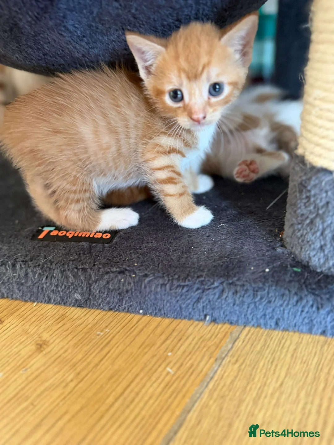 Mixed Breed cats for sale: 6 beautiful kittens  in Bilston - Advert 2
