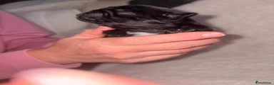 Pug 3
