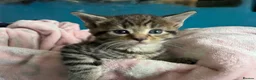 Maine Coon cats for sale: Maine Coon Cross Kittens  - Advert 13