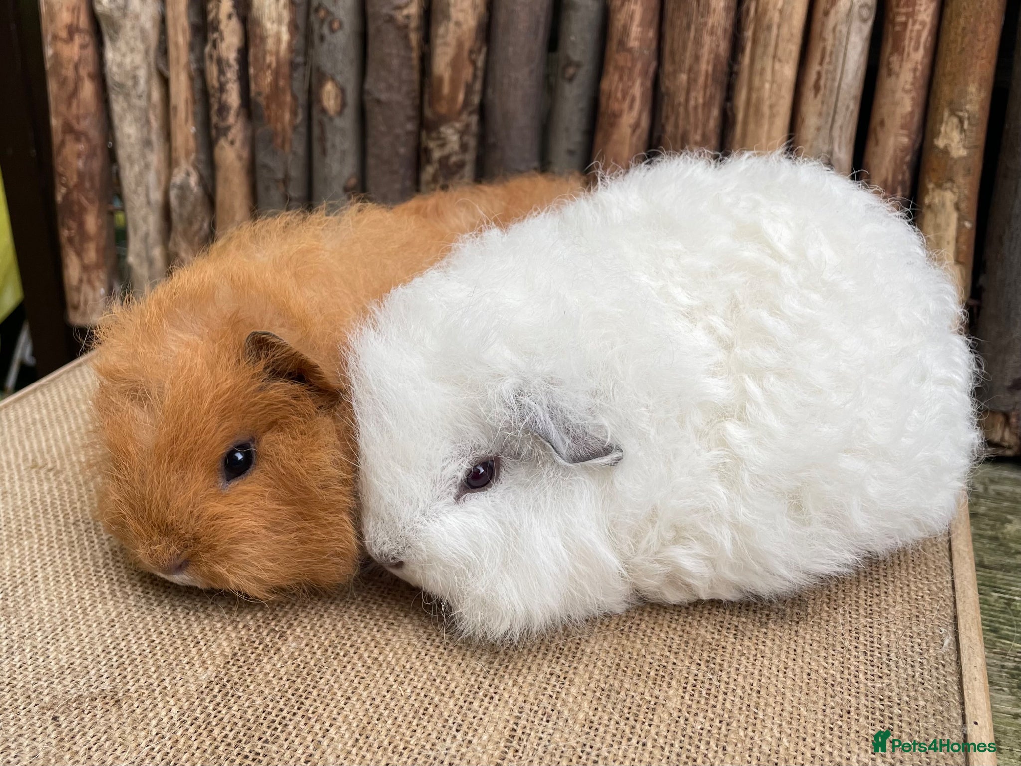 Guinea Pig rodents Baby Swiss teddies  - Advert 2