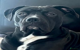 Mixed Breed dogs for sale: URGENT SELL - Mixed Cane Corso & Staffordshire  - Image 5