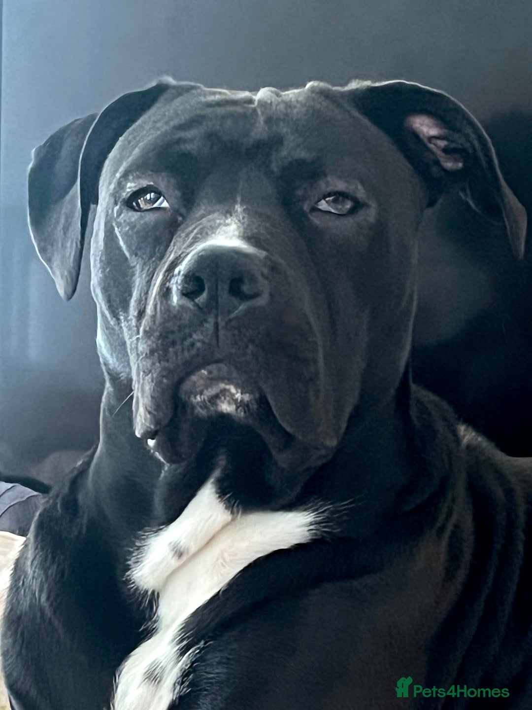 Mixed Breed dogs for sale: URGENT SELL - Mixed Cane Corso & Staffordshire  - Image 5