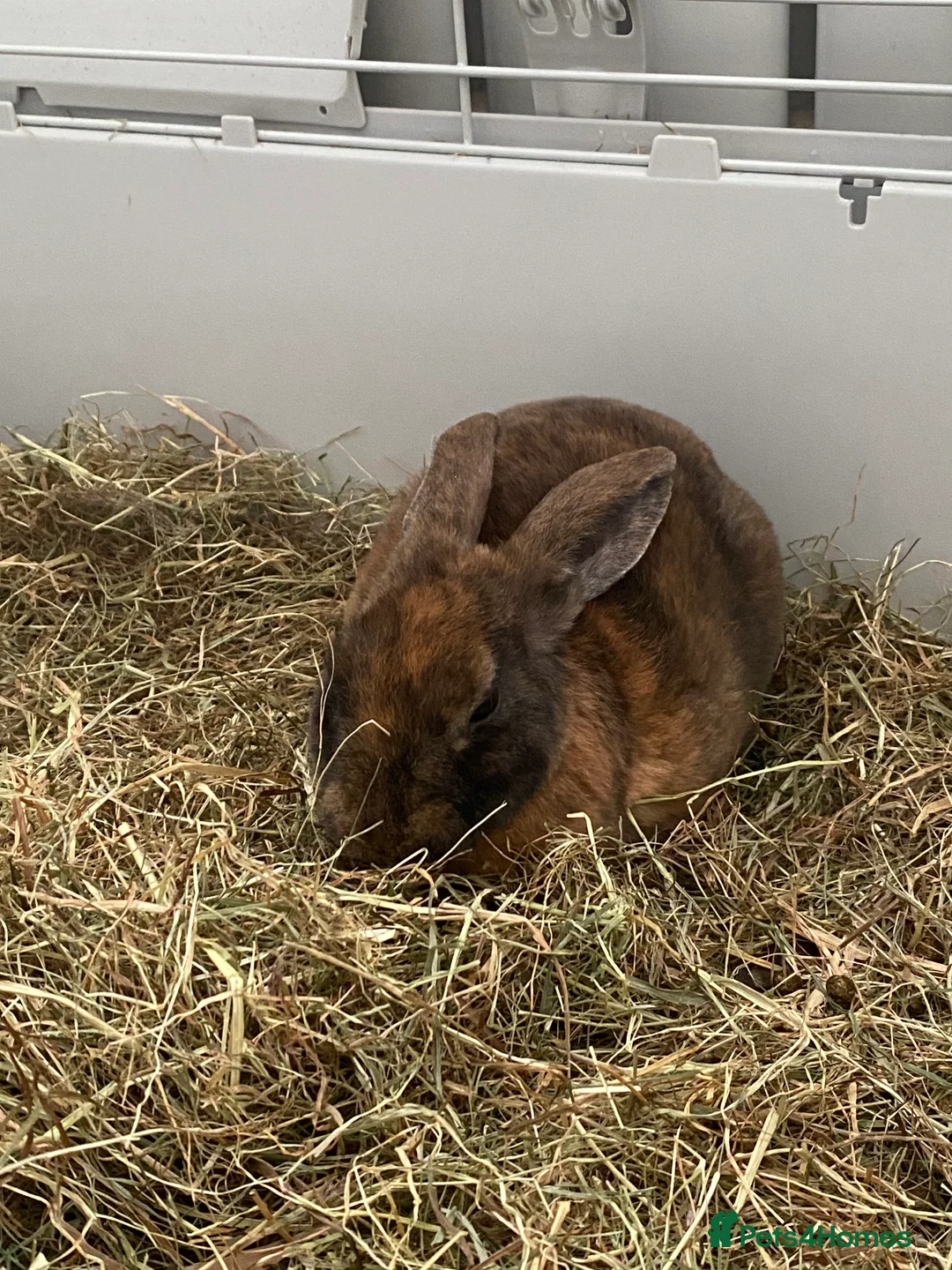 Rex rabbits for sale: 2 male mini Rex rabbits for sale  - Advert 2