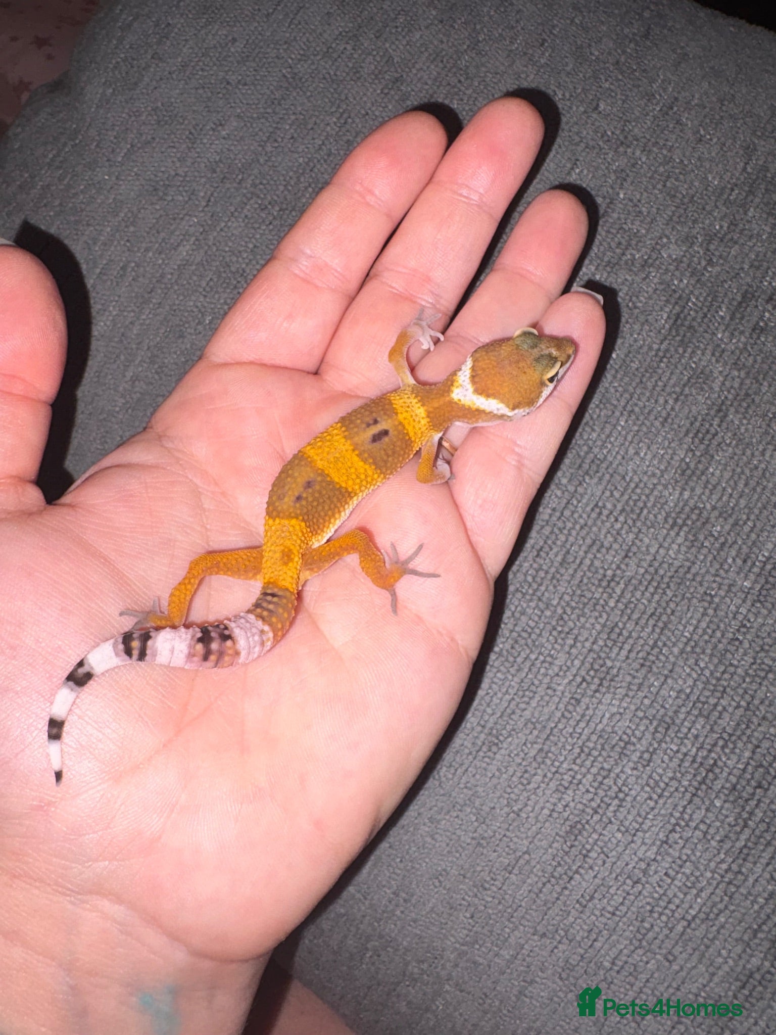 Leopard Gecko reptiles Leopard Geckos  - Advert 2
