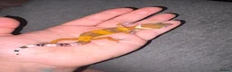 Leopard Gecko reptiles for sale: Leopard Geckos  - Advert 2