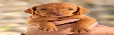 Hungarian Vizsla 1