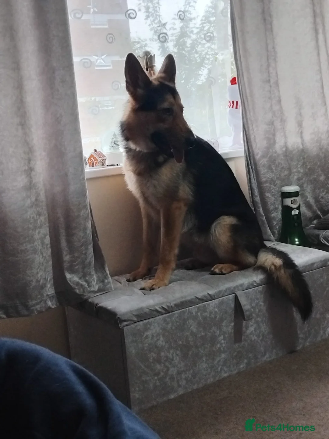 German Shepherd dogs for sale: 2 year old German shepherd  - Advert 2
