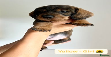 Dachshund dogs - Advert 5