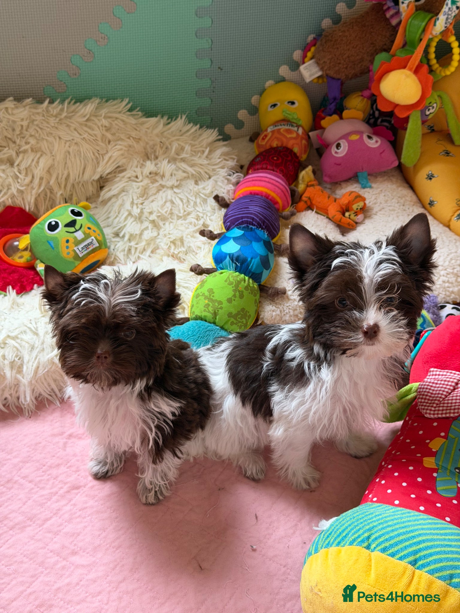 Yorkshire Terrier dogs Tiny Boys🐾potty trained 🐾 Pedigree 🐾 - Advert 7