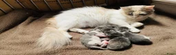 Maine Coon cats for sale: Maine Coon x Persian/Ragdoll Mix - Advert 20