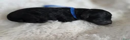 Cavapoo dogs for sale: F1 Toy cavapoos  - Advert 4
