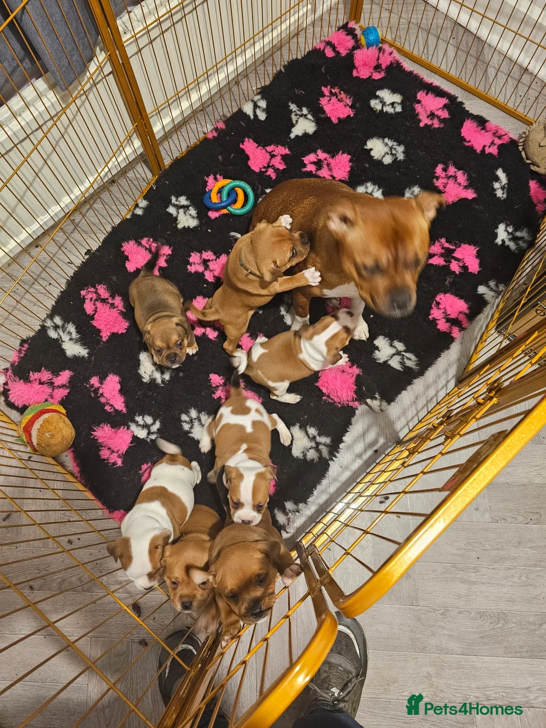 Staffordshire Bull Terrier dogs for stud: 🥨THE RED DREAM TEAM🥨 Exceptional temprements. in Rochdale - Advert 20