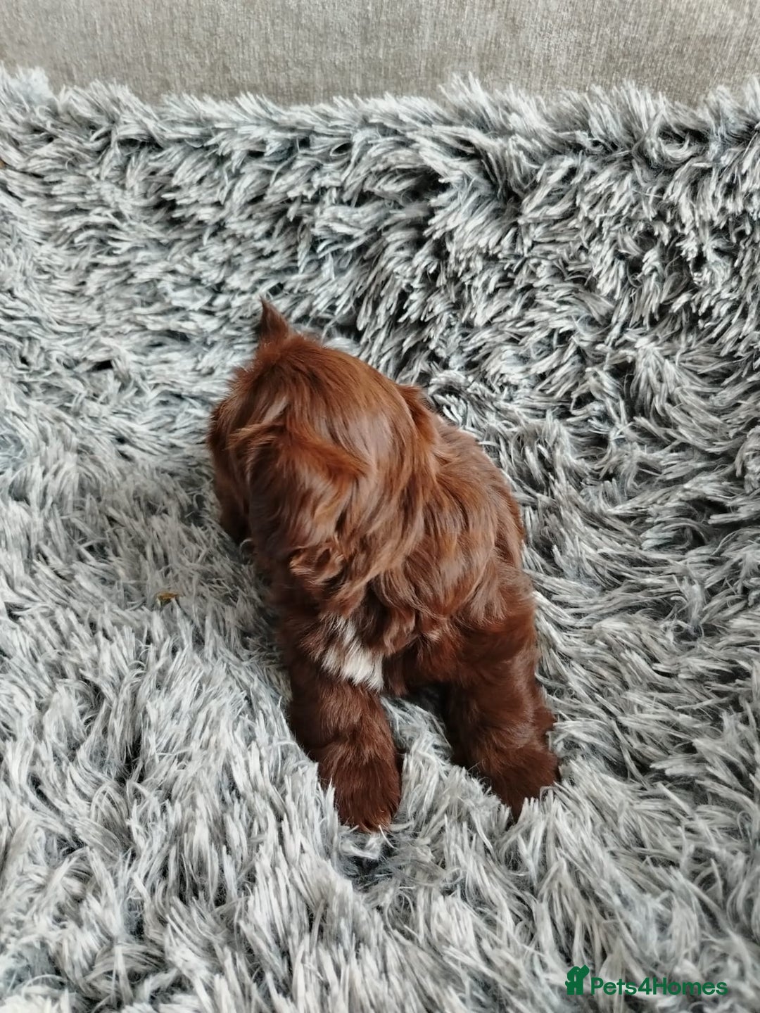 Shih Tzu dogs for sale: Imperial shi tzu babies  - Image 14