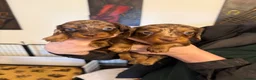 Dachshund dogs for sale: KEC REG MINIATURE LONG HAIRED dachshund puppies - Advert 18