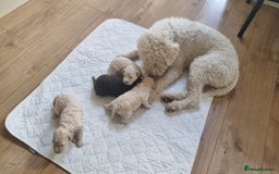 Lagotto Romagnolo dogs for sale: Lagotto Romagnolo Puppies - Advert 9