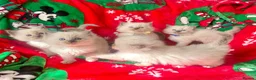 Ragdoll cats for sale: Ragdoll kittens - Advert 16
