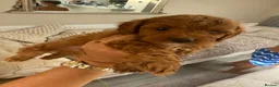 Cavapoo dogs for sale: F1b Cavapoo Pups, Health Tested, fully vaccinated  - Advert 4