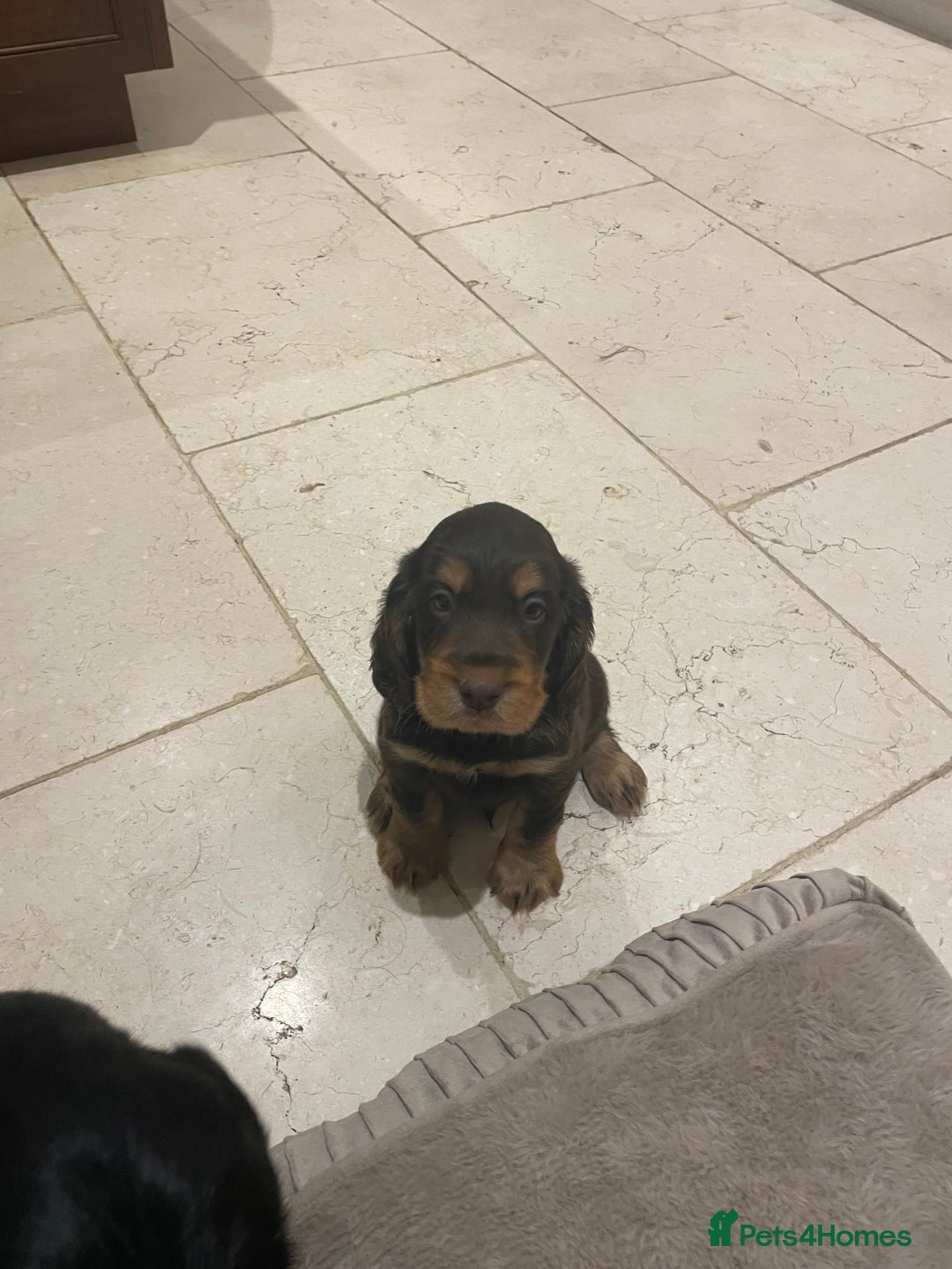 Cocker Spaniel dogs for sale: 6 gorgeous cocker spaniel puppies  - Image 11