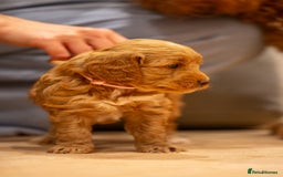 Cockapoo dogs for sale: Stunning F2b Miniature Cockapoos / Health Tested - Image 16