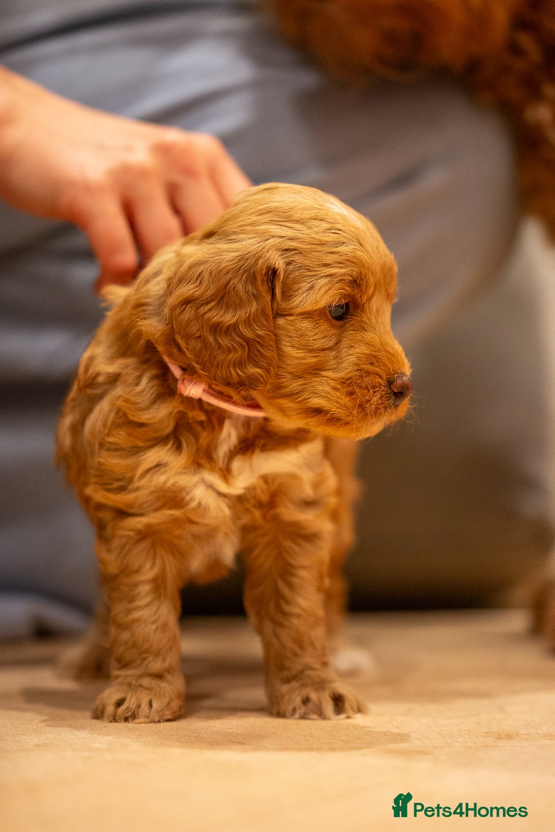 Cockapoo dogs for sale: Stunning F2b Miniature Cockapoos / Health Tested - Image 16