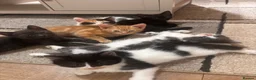Mixed Breed cats for sale: 4 beautiful family kittens ready to leave now  - Advert 7