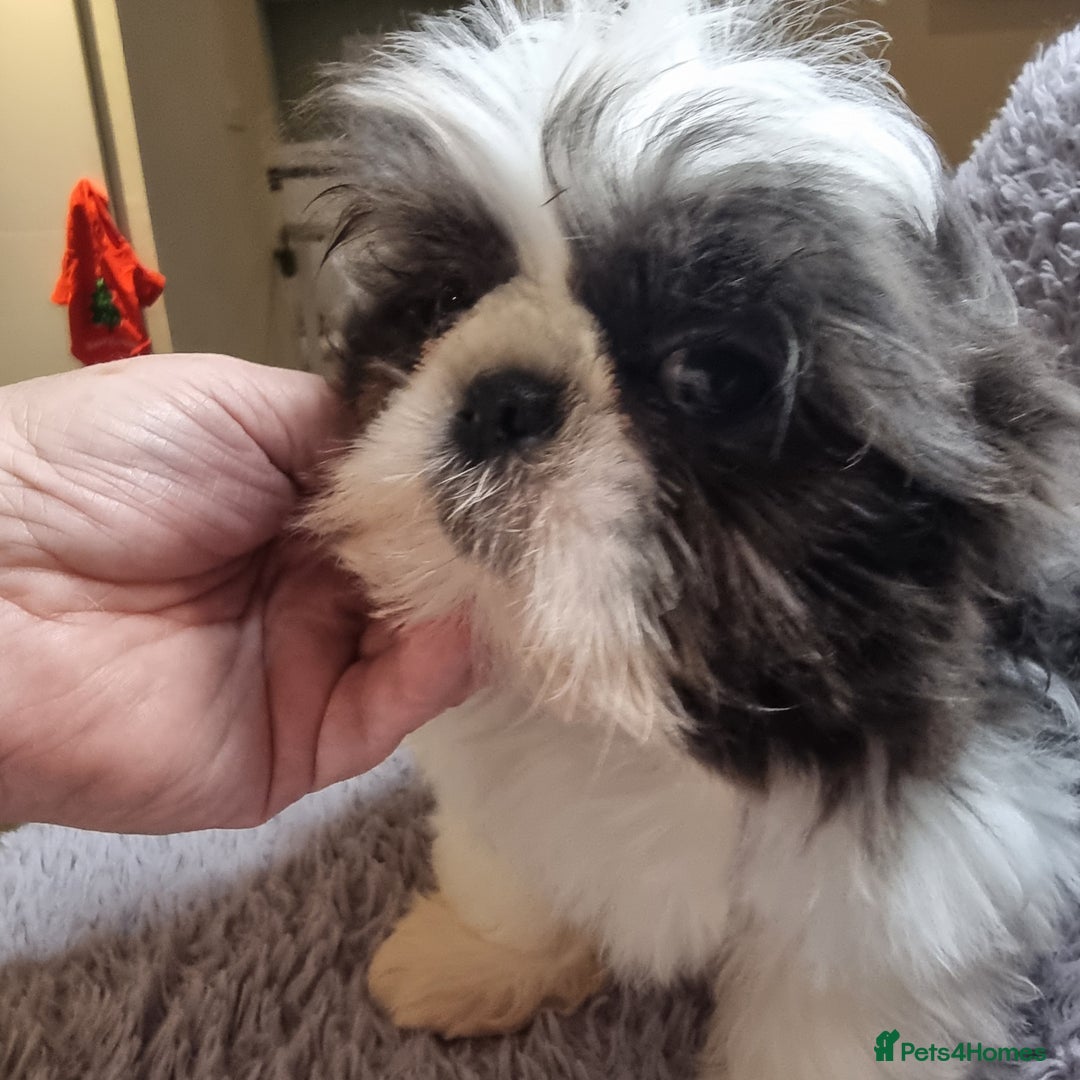 Shih Tzu dogs for sale: Dob 3/09/25 Kc 11 weeks old very tiny babies boys - Advert 12