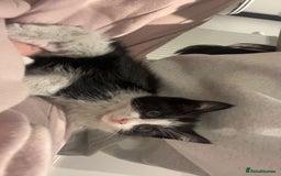Mixed Breed cats for sale: 🐾 Adorable Black&White Kittens 🐾 - Advert 4