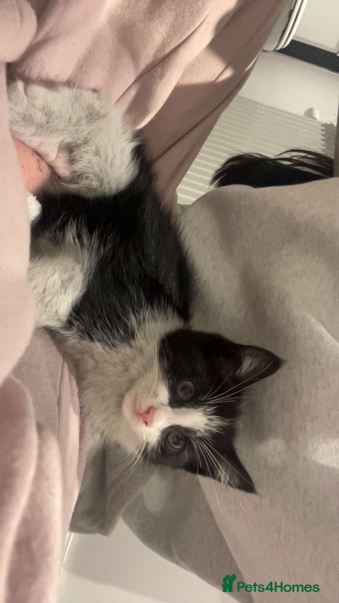 Mixed Breed cats for sale: 🐾 Adorable Black&White Kittens 🐾 - Advert 4