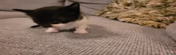 Mixed Breed cats for sale: Three Fluffy Black and White Kittens. - Advert 8